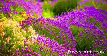 Gardening expert's trick you can do right now to get better lavender next year