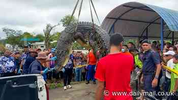 Horrifying moment villagers cut open two enormous crocodiles and find human remains 'after six-year-old girl was dragged away and eaten' while she was swimming in Malaysian river