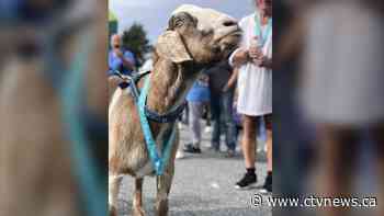 Marathon goat: animal runner wins hearts and a medal after crashing Newfoundland race