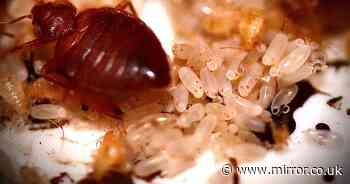 People are luring bedbugs into homes without realising - mistakes to avoid