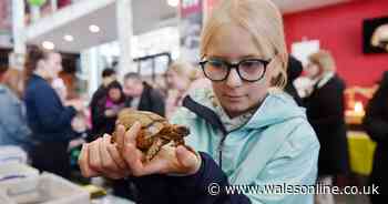 The 20 free science events happening in Swansea this half-term