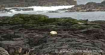 First Northumberland coast seal pup sighting of the year earlier than expected