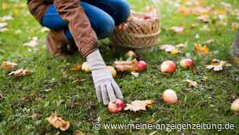 Oktober im Garten: Mondphasen, Aussaat und andere wichtige Aufgaben