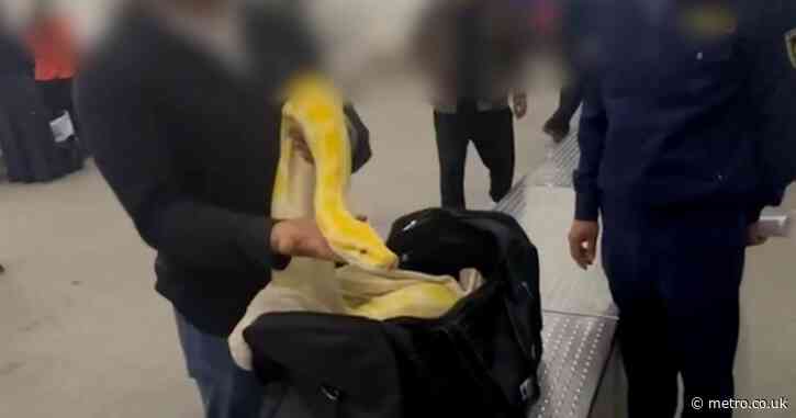 Customs officials shocked to find 10ft long python in carry-on luggage