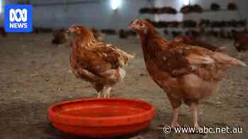 Australia's bird flu time bomb is ticking, with scientists and farmers bracing for the worst