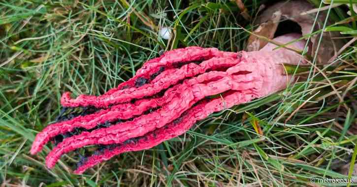 ‘Alien’ fungus that smells like rotten flesh spotted in UK