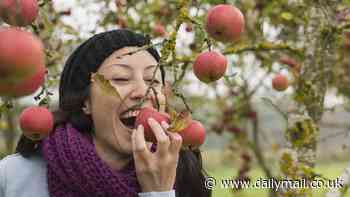 The 'best apple orchard in America' is in a small upstate New York town just a few hours from the city