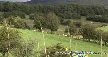 Schoolboy, 8, shot dead at farm named