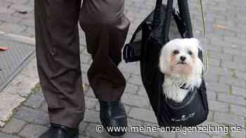 Braucht mein Hund einen Wagen oder eine Tasche?