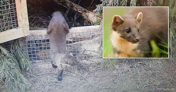 Cat-sized creature thought to be extinct for 100 years spotted in south west