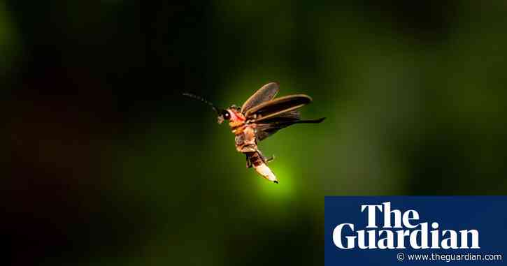 Firefly species may blink out as US seeks to list it as endangered for first time