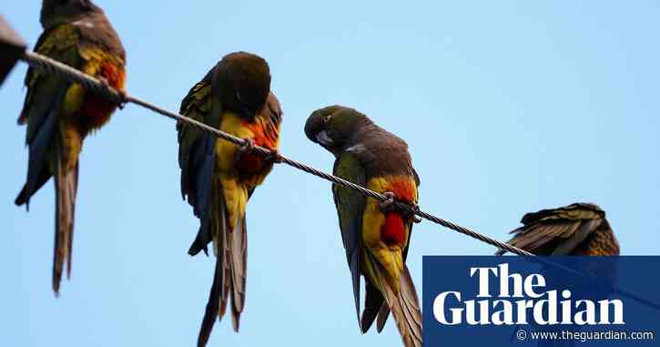 Parrots overwhelm Argentinian town with screeching, poo and power outages