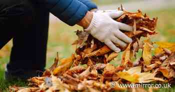 Gardening expert's clever trick for reusing dead leaves during autumn