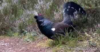 Man spends week hunting for 'UK's rarest animal' – then one chases him down road