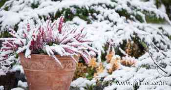 Gardeners told to plant these seeds right now for beautiful winter garden