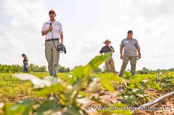 Old Weed Killers and New Again for Caneberry Growers