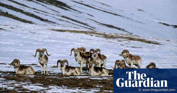 US man, 81, sentenced to six months for creating giant hybrid sheep for hunting