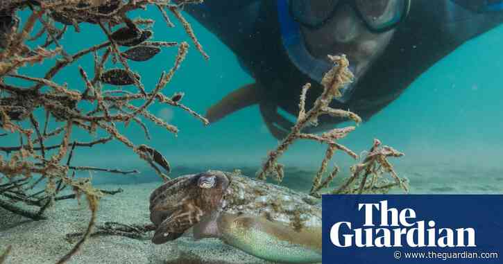 ‘We look to the past to move forward’: the ancient method boosting cuttlefish numbers in the Mediterranean