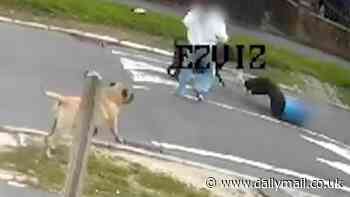 Horrifying moment man, 47, is mauled by pair of dogs after they 'escaped onto the street'