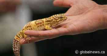 Salmonella outbreak linked to geckos kills 1, infects 25 in Canada