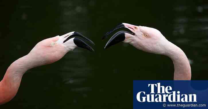 Flamingo foster fathers hatch an egg together at the San Diego zoo