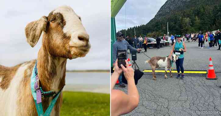 Goat crashes a marathon and walks away with a medal