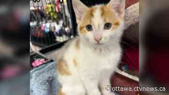 Community searching for kitten allegedly stolen from Ottawa pet store