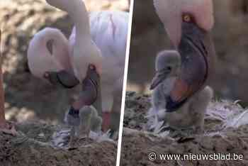 Twee mannelijke flamingo’s hebben babyflamingo ‘geadopteerd’ in zoo: “Ouderlijke taken geperfectioneerd”