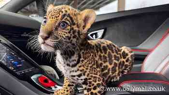 A jaguar cub was trafficked in California between drug dealers and an OnlyFans model sold it for tens of thousands