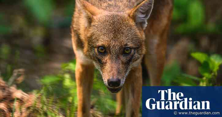 Days of the jackal: Canis aureus makes sudden tracks into western Europe