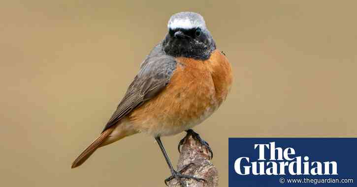 Country diary: The last redstart till spring | Mya Bambrick