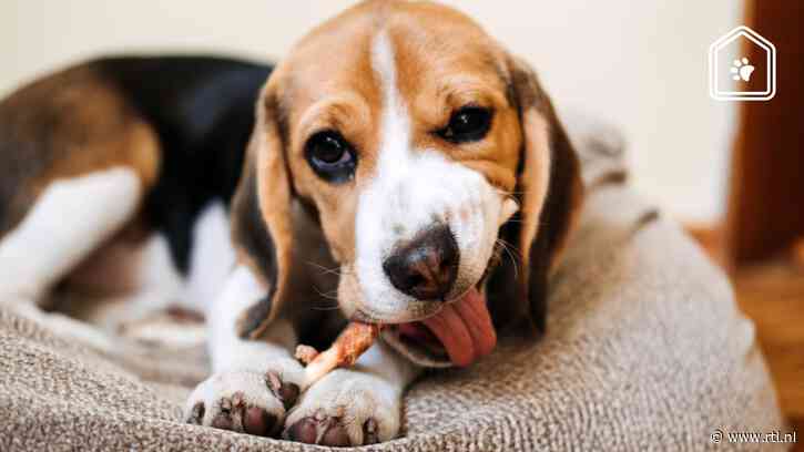 Hond trakteren op een feestmaal? Dit is volgens Dierenarts Piet een verantwoorde snack