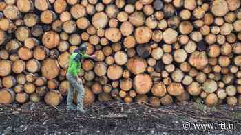 Veelbesproken ontbossingswet moet worden uitgesteld, vindt Europese Commissie