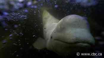 Curious belugas frolic in a warming Hudson Bay that threatens polar bears