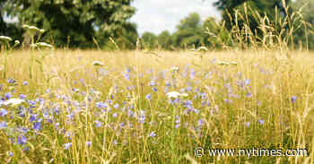 London Lets Its Gardens Grow Wild