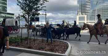 IN PHOTOS: Downtown cattle drive event kicks off Canadian Finals Rodeo’s return to Edmonton