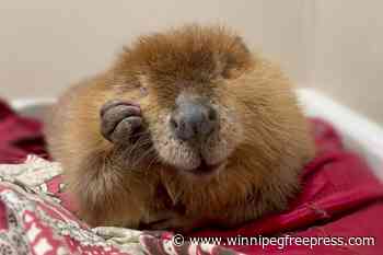 The fate of Nibi the beaver lands in court as rescuers try to stop her release into the wild