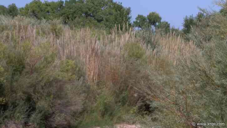 14 acres of the Albuquerque Bosque to close  for restoration project