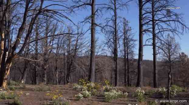 U.S. Forest Service starts reseeding efforts in South Fork burn scar