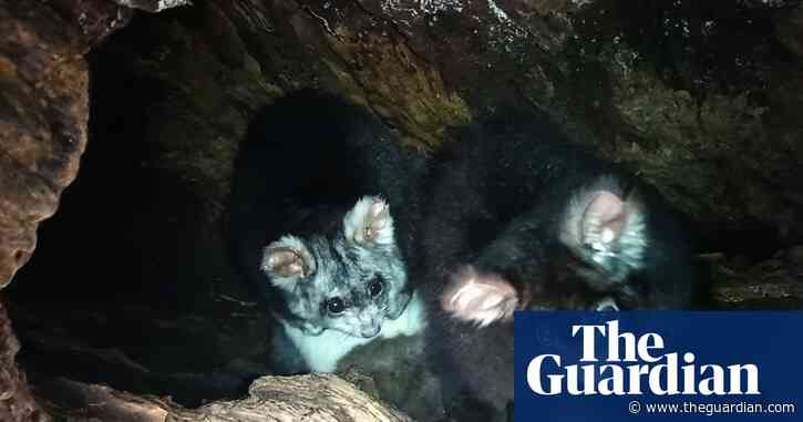 Cuddles and drama as live stream shows secret life of ‘ridiculously fluffy’ greater glider