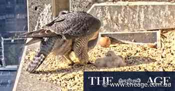 Nervous wait for third falcon chick at Melbourne skyscraper