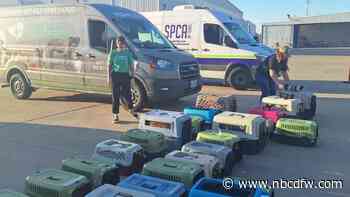 Dogs and cats transported to Texas from Georgia after Hurricane Helene