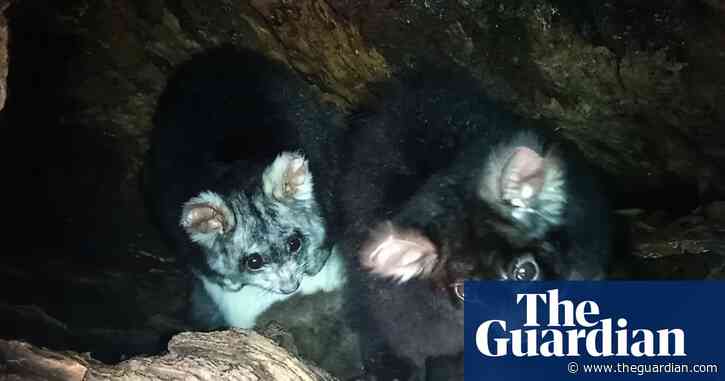 The secret life of greater gliders: sneezes, squabbles and a brand-new baby – video