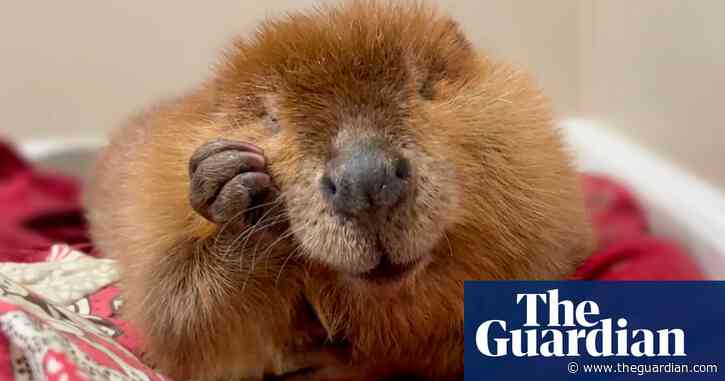 Nibi the beaver sees dam of unwavering support as rescuers try to stop her release into wild