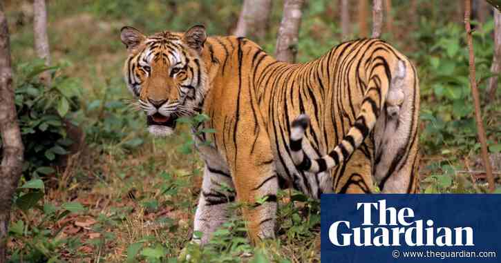 Bird flu outbreak kills dozens of tigers in Vietnam zoos