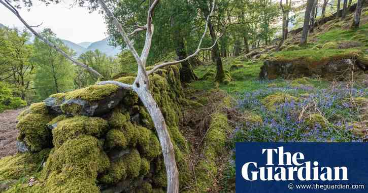 Nature in England at risk as amount of protected land falls to 2.93%, data shows