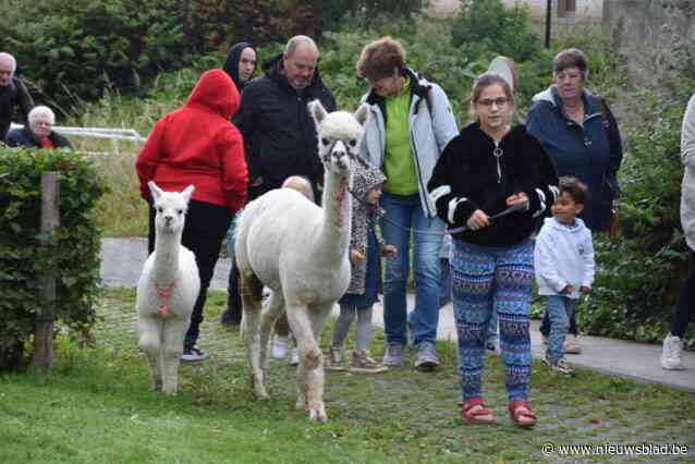 Alpaca’s charmeren jong en oud tijdens wandeling