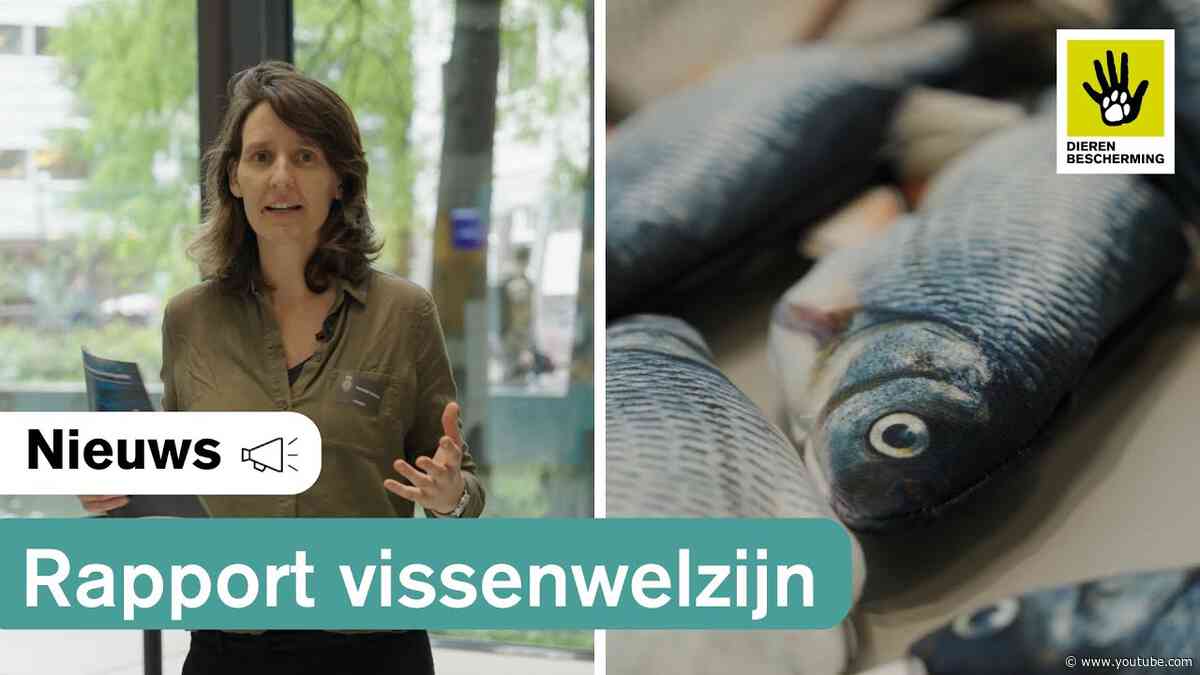 Naar een dierwaardige visserij en aquacultuur