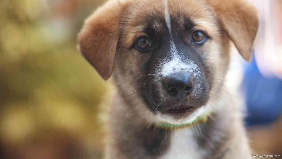 160 jaar Dierenbescherming