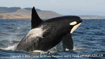 3 killer whales lost from southern resident population: census